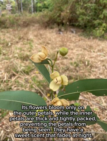 カンボジア国花・ロムドゥルの花