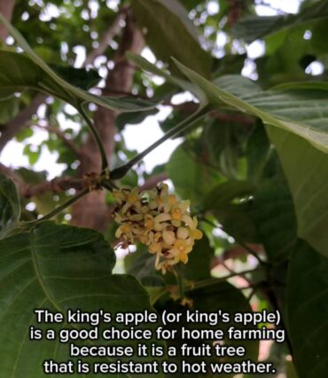 サントルの木と花