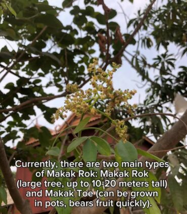 アンバレラの実と花