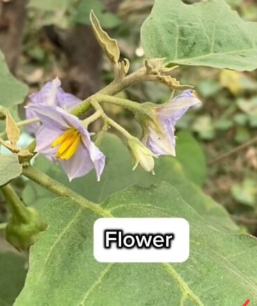 カンボジアの白いナス⁉