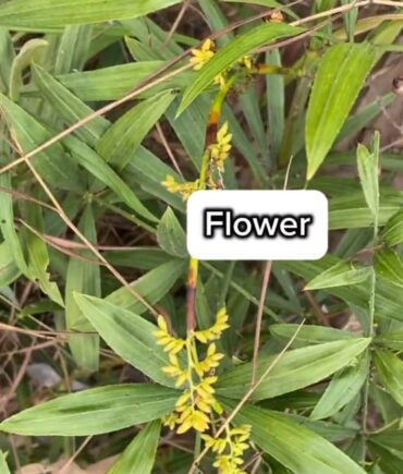 ラタン（籐）の実