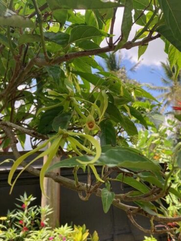 バリで見つけたお花ーイランイラン