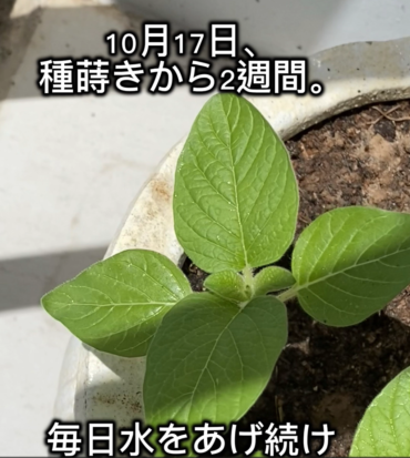 カンボジアでゴマの種をまいてみた