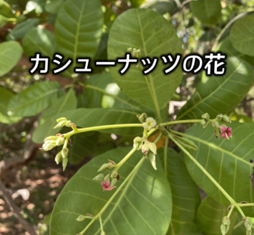 カシューナッツができるまで